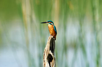 Faune des marais<br>NIKON D700, 850 mm, 640 ISO,  1/1000 sec,  f : 9 